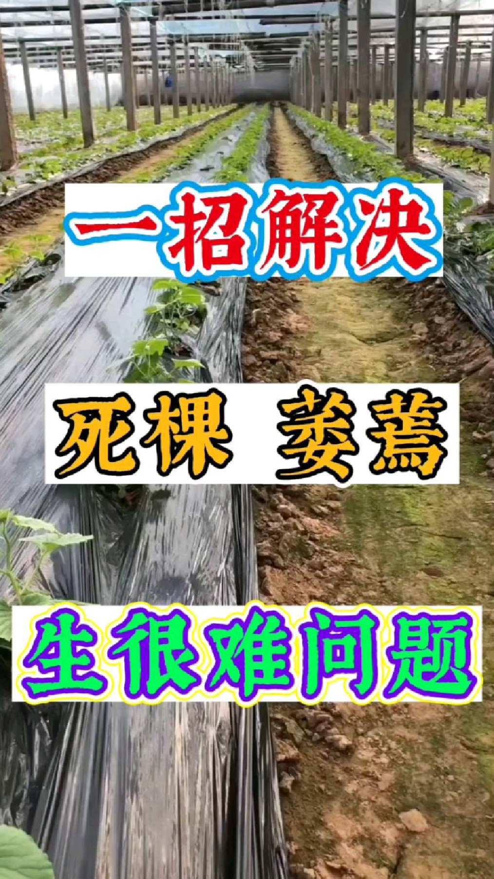 作物出现根部病害,根腐病,枯萎病,茎基腐,死棵烂根如何防治?教你一招轻松搞定!