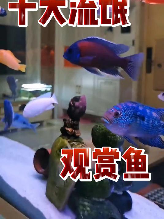 十大流氓观赏鱼