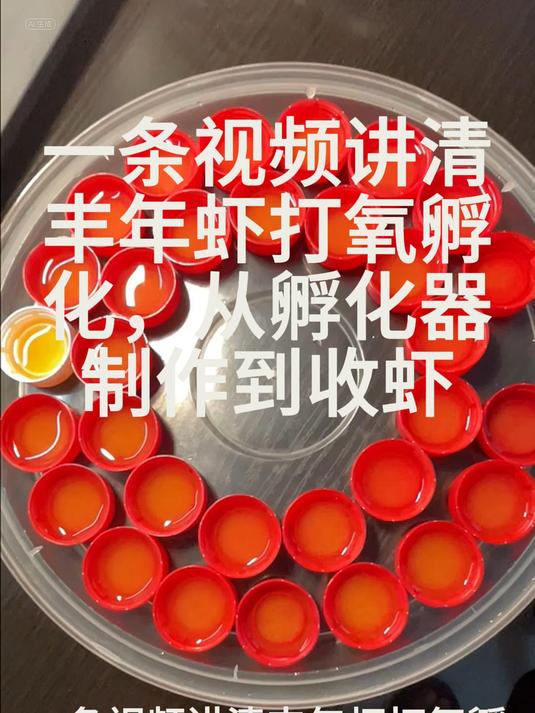 119.一条视频讲清 丰年虾打氧孵化,从孵化器制作到收虾