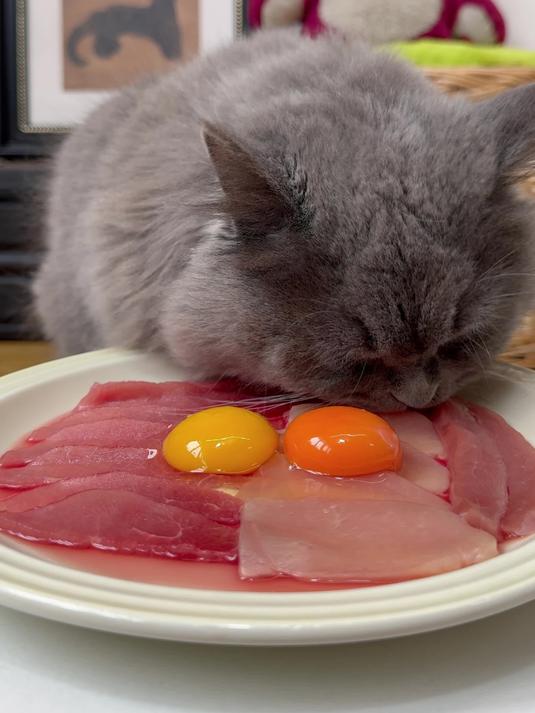 猫咪生骨肉猫主子吃的比我好
