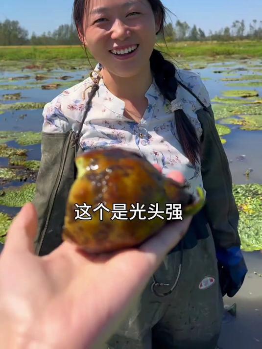 我们家乡的美味鸡头果，新鲜的鸡头米嚼起来又香又糯