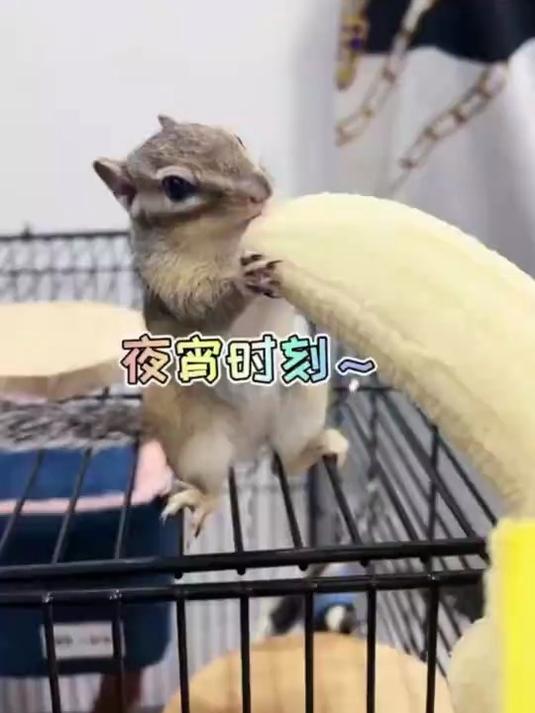可爱的小松鼠夜宵