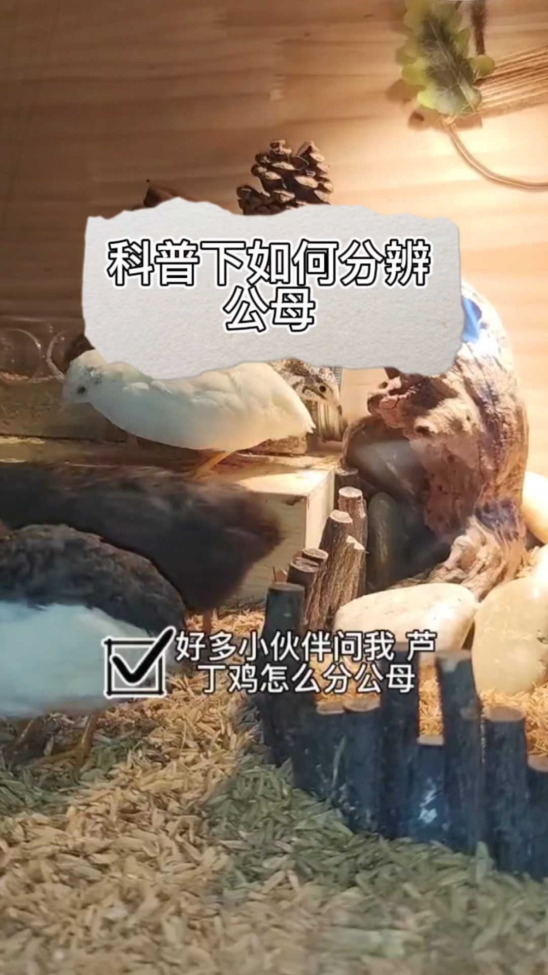 芦丁鸡如何分公母