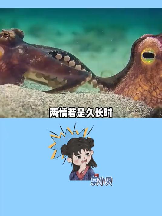 好家伙,这年头看到纪录片都能磕上了 章鱼 海洋生物 动物世界