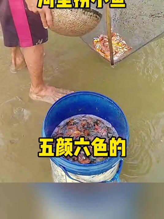 河里捞小鱼,五颜六色的!