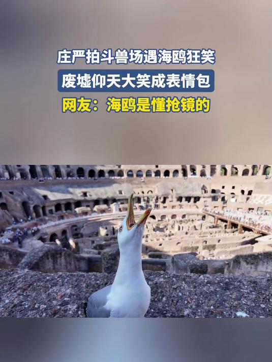 庄严拍斗兽场遇海鸥狂笑,废墟仰天大笑成表情包:海鸥是懂抢镜的