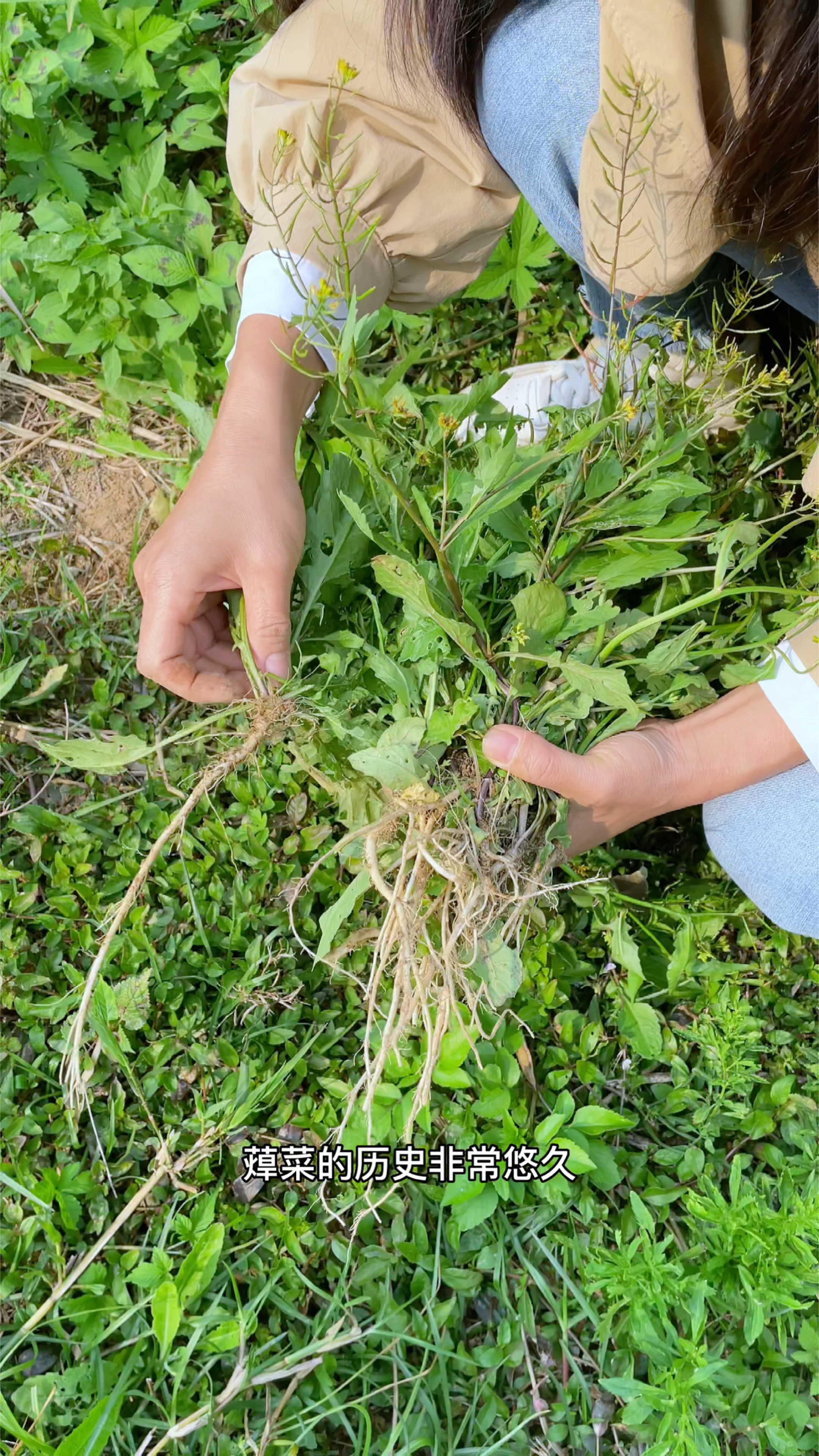 农村田野上的蔊菜,你知道吗?来了解一下吧