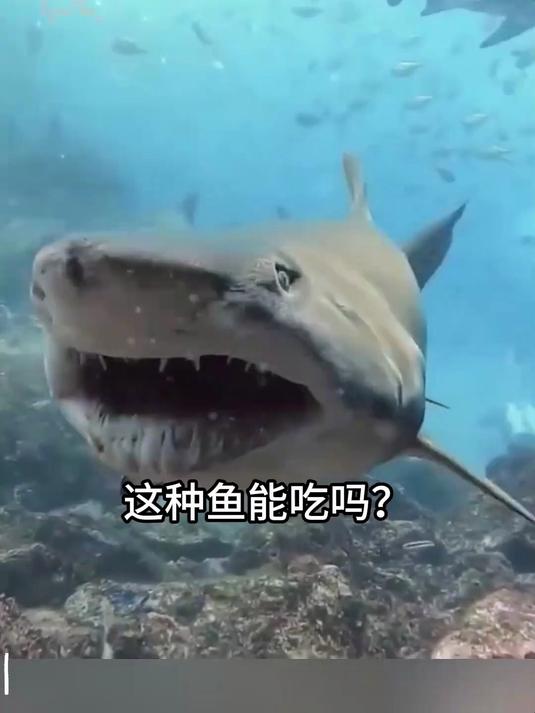 #鱼类百科##养鱼新手必看#