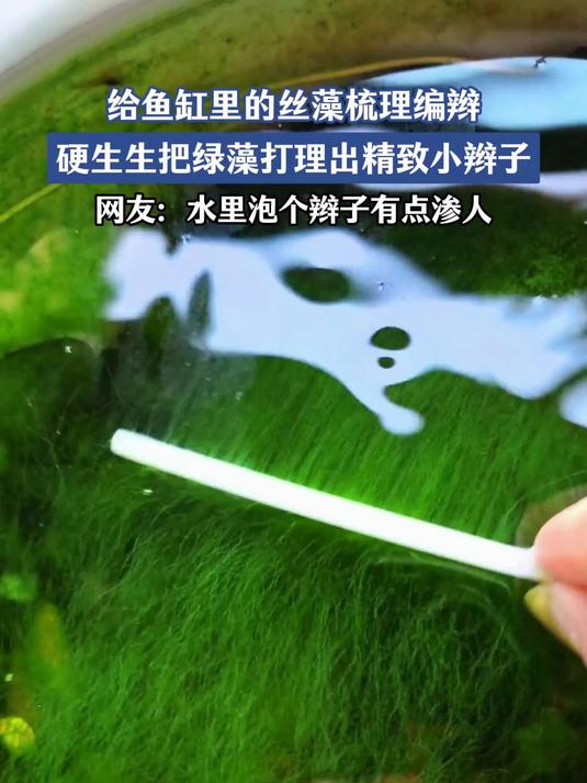给鱼缸里的丝藻梳理编辫,硬生生把绿藻打理出精致小辫子#马上就出发#