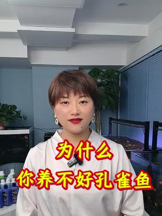 为什么你养不好孔雀鱼