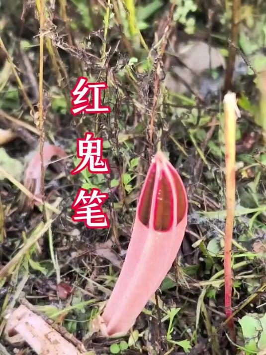 红鬼笔,别名深红鬼笔,也有地方叫长虫花,在客家方言区因其味道难闻如鸡屎,所以也称之为鸡屎菌