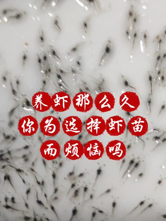 选择到好虾苗vs选择到差虾苗!你有选择虾苗恐惧症吗?