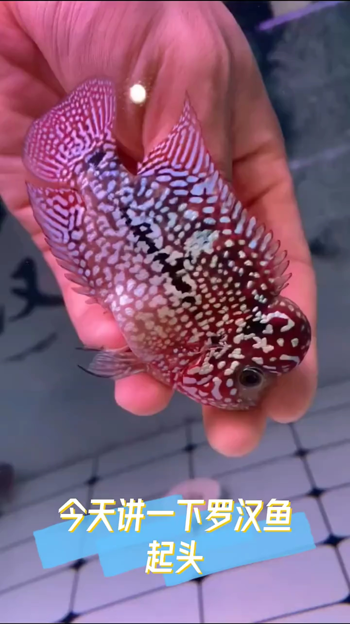 罗汉鱼的起头