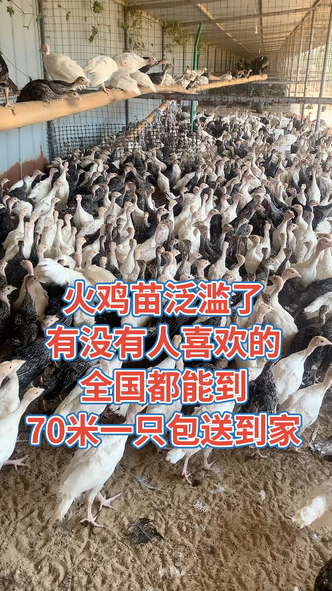 青铜尼古拉火鸡