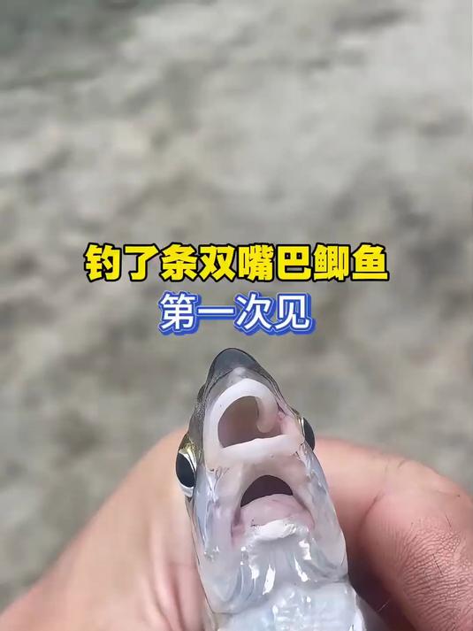 钓了条双嘴巴鲫鱼