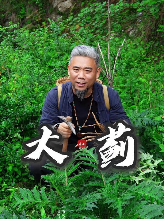 寻草之大蓟 大蓟，除了可以炖老母鸡以外，还有很多用处哦！