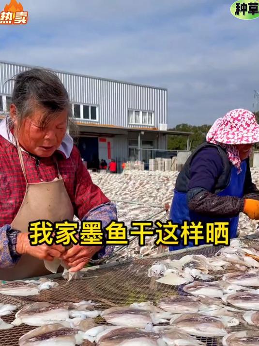整只晾晒易保存，炖鸡炖排骨，鲜味儿翻倍#墨鱼干食用指南#
