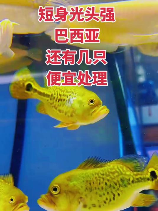 短身光头强巴西亚,15-20公分,特殊好鱼,头型特别