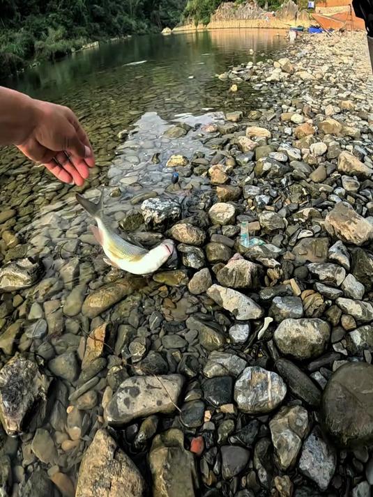 这种鱼有多少人认识，味道极佳。