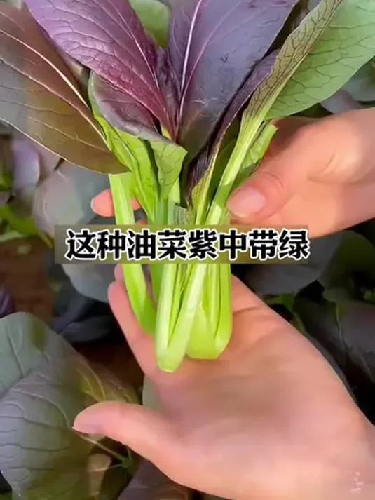 阳台种紫油菜,口感超棒纯天然,自己就能种