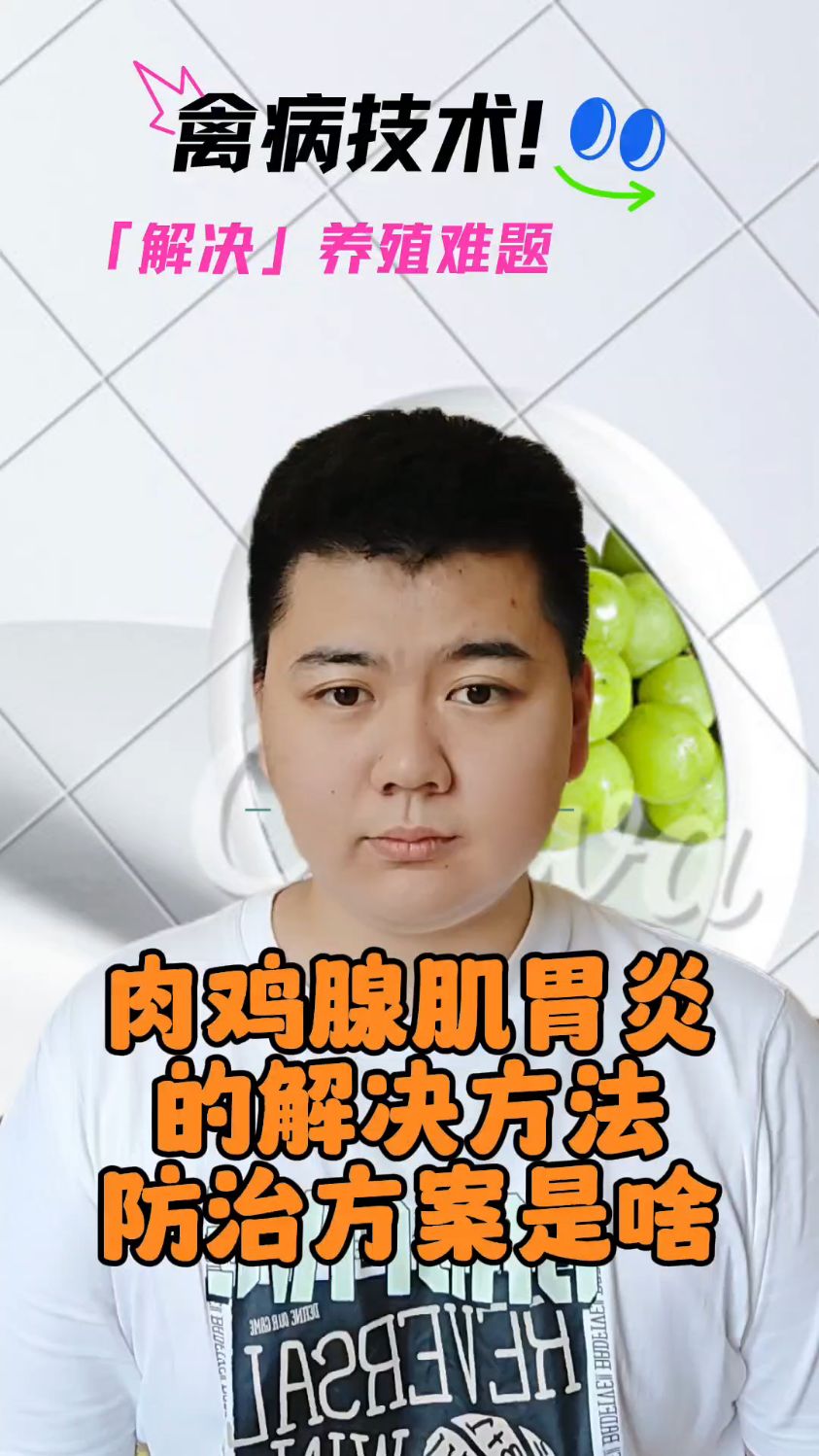 #鸡腺肌胃炎的早期症状肉鸡腺肌胃炎症状肉鸡得了腺肌胃炎怎么办鸡腺胃炎的症状表现