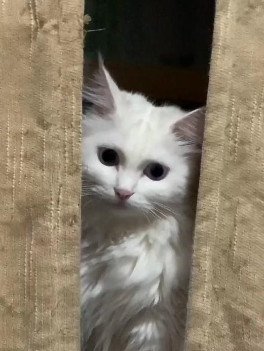小猫咪改路线了 偷偷的暗中观察 还气的腮帮子都鼓了