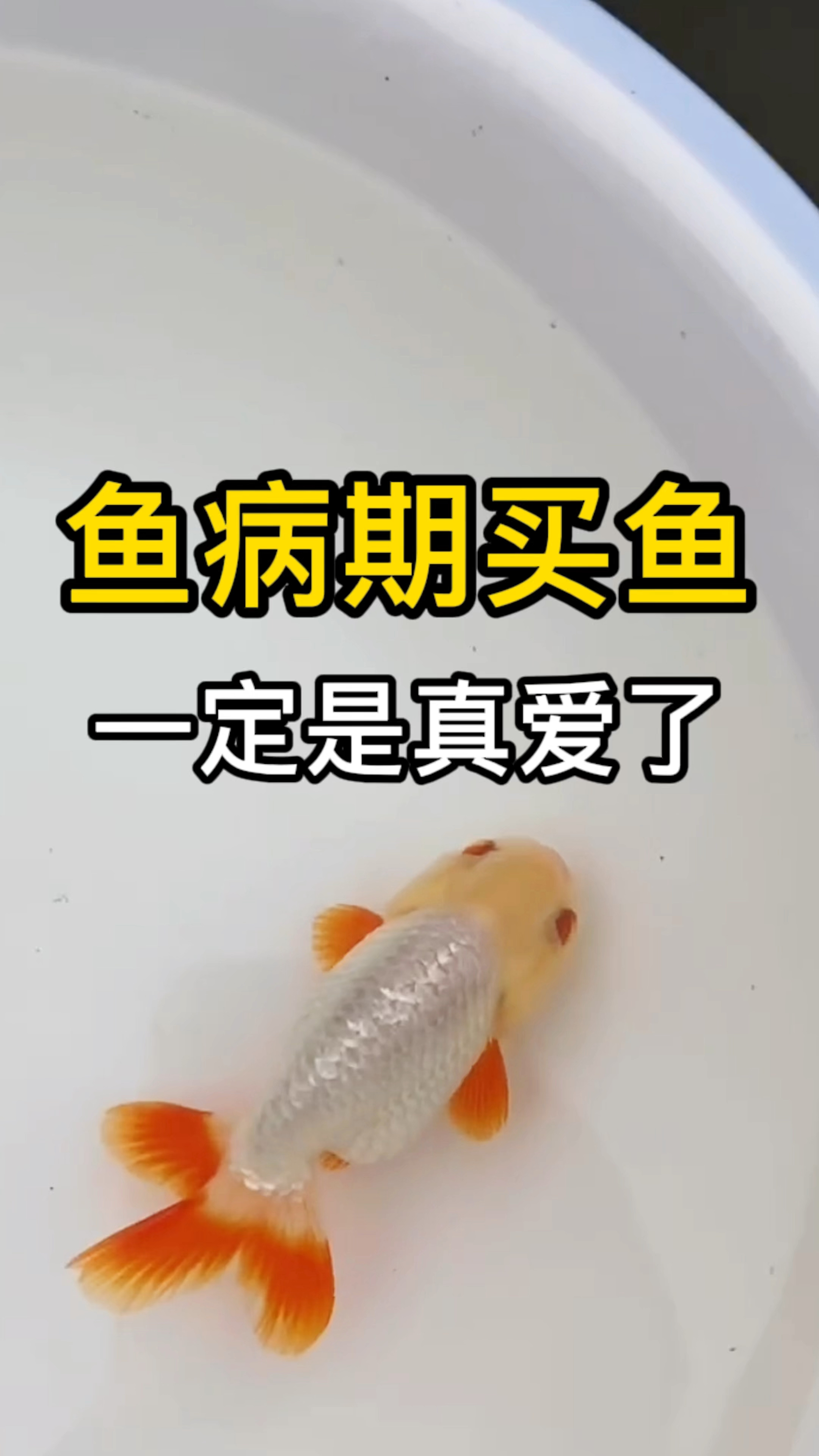 新买的俏色虎头金鱼,12红金鱼好不好看