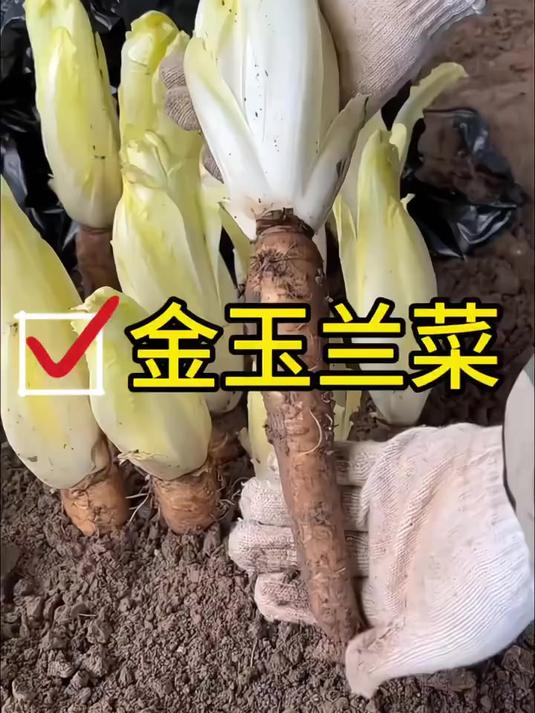 金玉兰菜种子,种植简便,让你轻松收获美味!