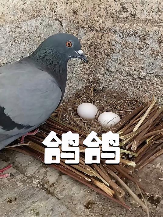 小哥意外的得到一枚鸽子蛋,没想到却吸引来了一整个鸽群