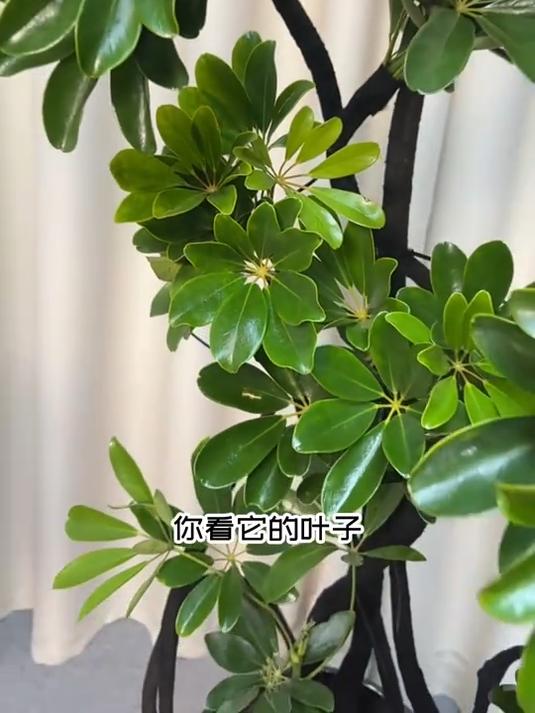 八方来财鸭脚木盆栽,四季常青不凋零,吸甲醛净化空气真好!