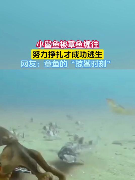 小鲨鱼被章鱼缠住,努力挣扎才成功逃生,网友:章鱼的“掠鲨时刻”