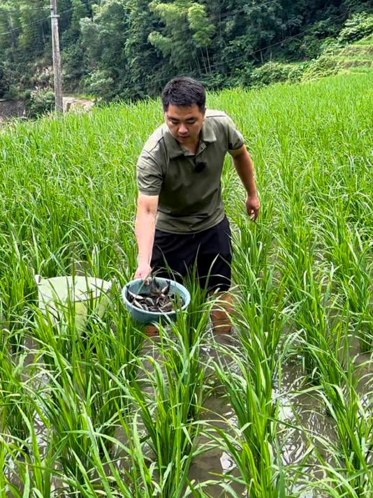 今天买了一批鱼苗放稻田里面养，分享一下我是怎么杨稻花鱼的