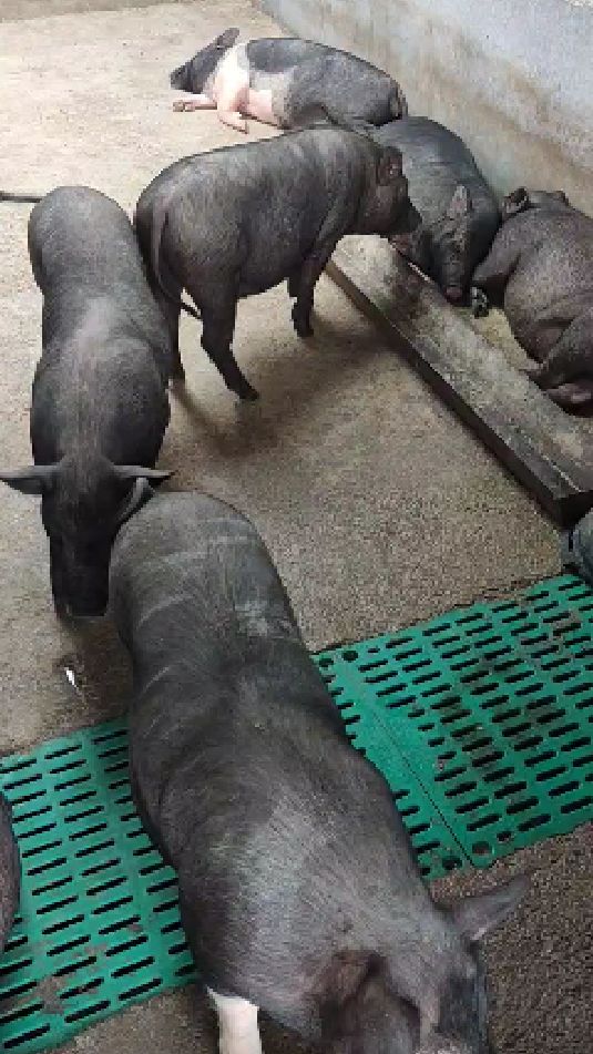 巴马香猪藏香猪肉质细味道香