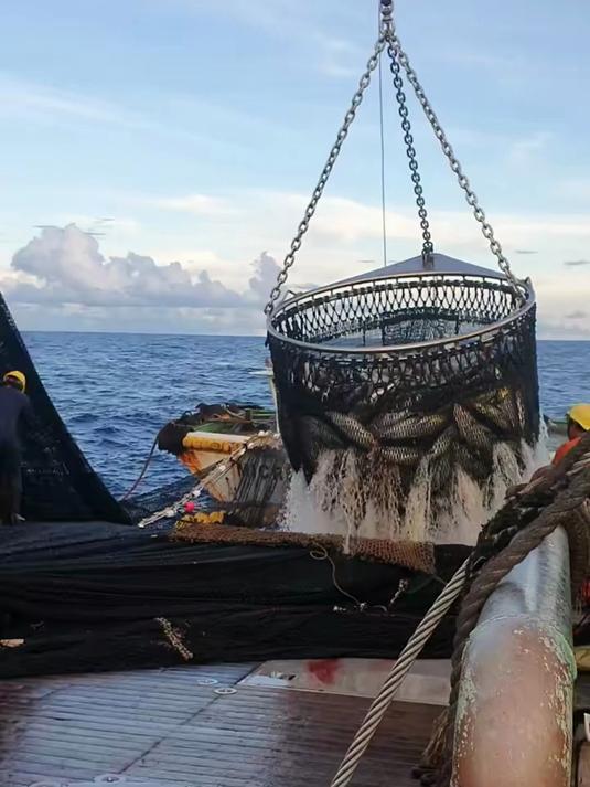 围网船真实上鱼场面，终于不是小鱼小虾了