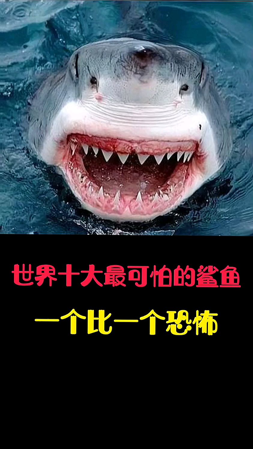 世界十大最可怕鲨鱼#11月创作激励计划