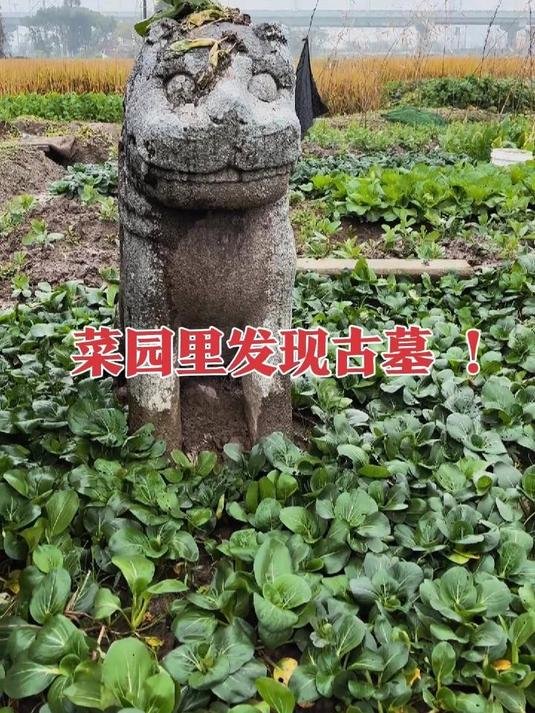 浙江宁波的菜地里发现500年前石像,竟然是一座明朝古墓!
