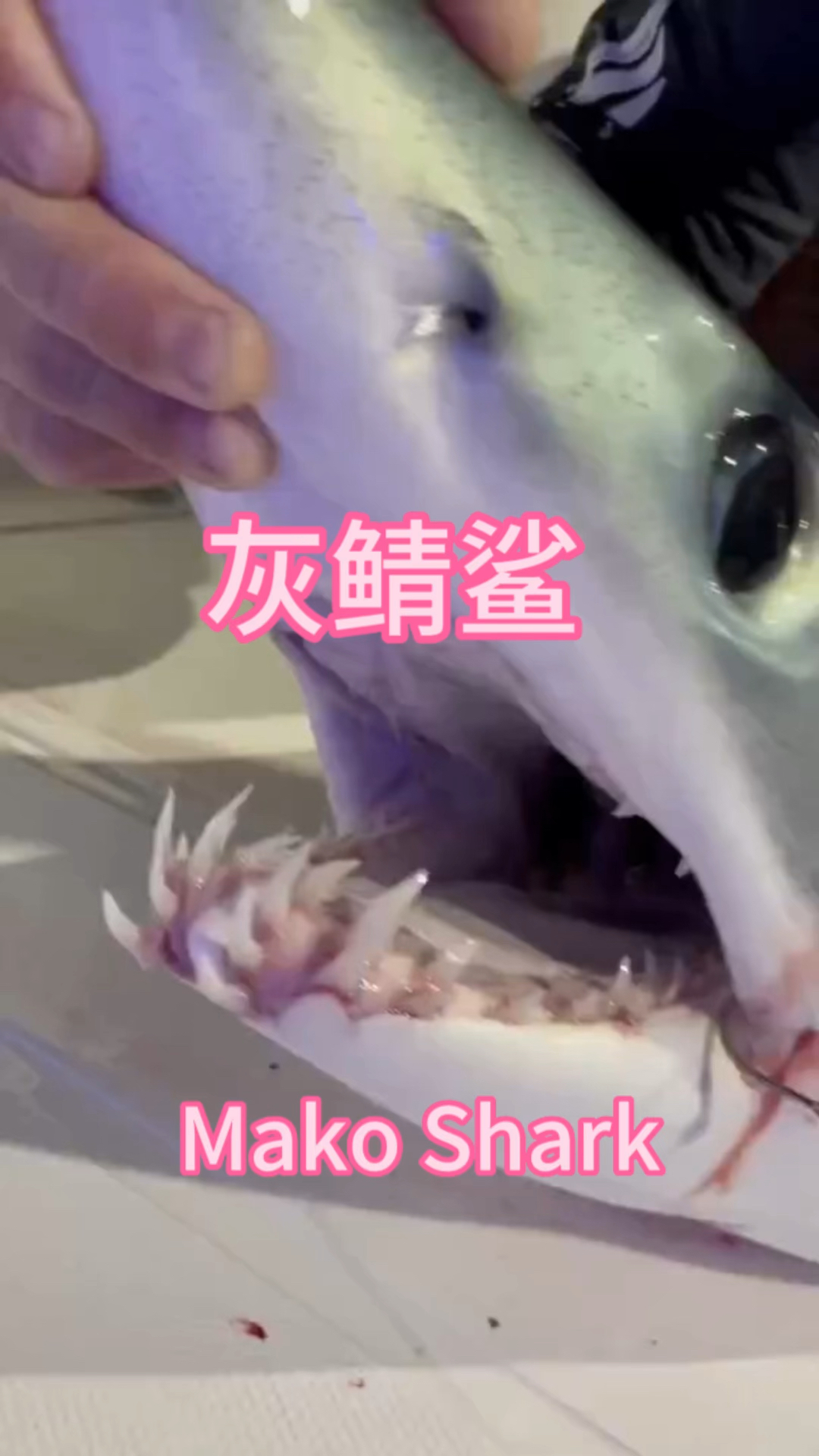 灰鲭鲨鲨鱼模型