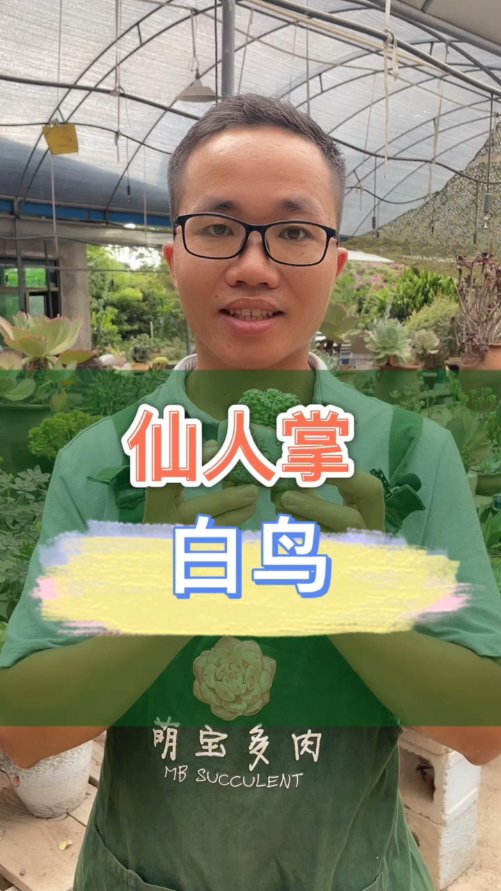 小盆栽白鸟多肉仙人掌