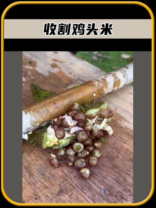 这就是收割鸡头米的过程,真是太有趣了,值得一看