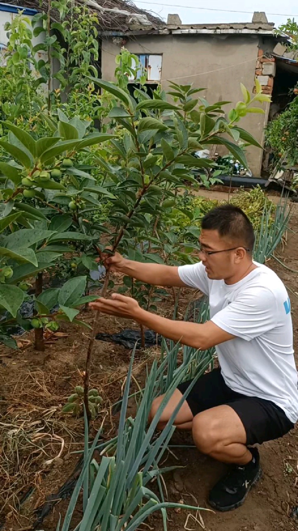 不用脱涩的柿子树苗,生吃不麻嘴,巧克力脆甜柿子树,适合庭院种植