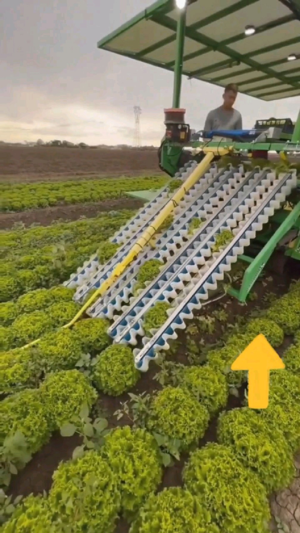 才先进的蔬菜收割机,这才是现代农业