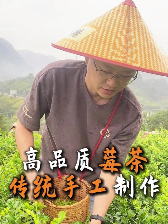 高品质莓茶传统手工制作