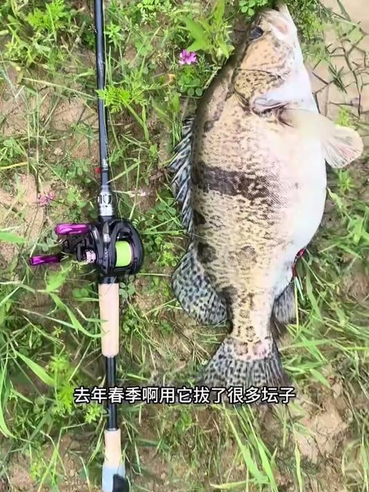 路亚野钓鳜鱼鲈鱼,国产路亚竿推荐!好用不贵!
