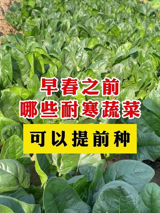 早春之前,有哪些哪些耐寒蔬菜可以提前种