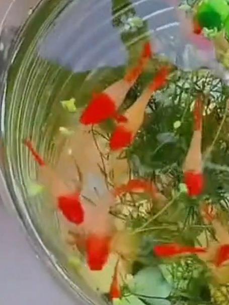 自从有了这支架,矿泉水瓶养孔雀鱼玩出新花样,一键换水清理鱼便