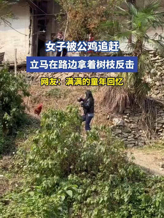 女子被公鸡追赶，立马在路边拿着树枝反击，网友：满满的童年回忆
