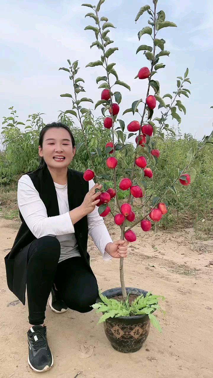 鸡心小苹果南北方盆栽地栽均可种植
