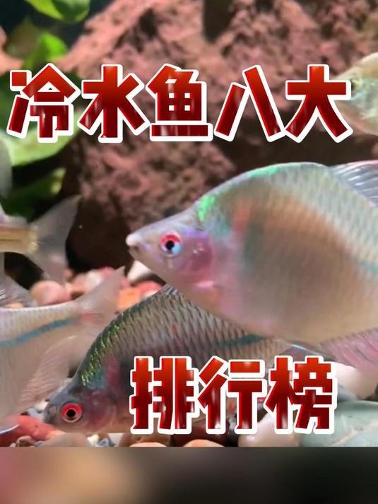 冷水鱼八大排行榜