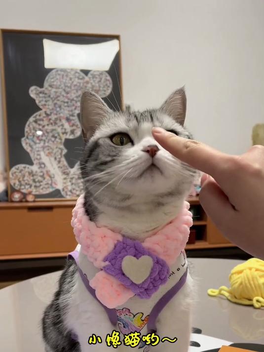 再也不担心泡芙孤单！以后我工作时，它就能在猫咪幼儿园尽情玩