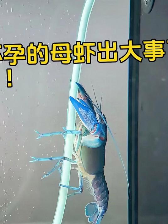 人工天空蓝魔虾繁殖小虾！